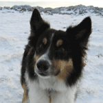 Border Collie in the Snow